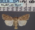  ( - BC_ZSM_Lep_116553)  @11 [ ] by-nc-sa (2024) SNSB, Staatliche Naturwissenschaftliche Sammlungen Bayerns ZSM (SNSB, Zoologische Staatssammlung Muenchen)