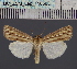  (Mythimna DS01_RSA - BC_ZSM_Lep_116563)  @11 [ ] by-nc-sa (2024) SNSB, Staatliche Naturwissenschaftliche Sammlungen Bayerns ZSM (SNSB, Zoologische Staatssammlung Muenchen)