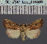  (Mythimna dellastai - BC_ZSM_Lep_116566)  @11 [ ] by-nc-sa (2024) SNSB, Staatliche Naturwissenschaftliche Sammlungen Bayerns ZSM (SNSB, Zoologische Staatssammlung Muenchen)