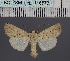  (Leucania miasticta - BC_ZSM_Lep_116573)  @11 [ ] by-nc-sa (2024) SNSB, Staatliche Naturwissenschaftliche Sammlungen Bayerns ZSM (SNSB, Zoologische Staatssammlung Muenchen)