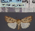  (Mythimna prominensDS01_Gha - BC_ZSM_Lep_116574)  @11 [ ] by-nc-sa (2024) SNSB, Staatliche Naturwissenschaftliche Sammlungen Bayerns ZSM (SNSB, Zoologische Staatssammlung Muenchen)