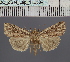  ( - BC_ZSM_Lep_116584)  @11 [ ] by-nc-sa (2024) SNSB, Staatliche Naturwissenschaftliche Sammlungen Bayerns ZSM (SNSB, Zoologische Staatssammlung Muenchen)