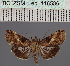  (Lophoptera coerulea_TzZim - BC_ZSM_Lep_116586)  @11 [ ] by-nc-sa (2024) SNSB, Staatliche Naturwissenschaftliche Sammlungen Bayerns ZSM (SNSB, Zoologische Staatssammlung Muenchen)