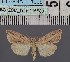  (Leucania bertha - BC_ZSM_Lep_116588)  @11 [ ] by-nc-sa (2024) SNSB, Staatliche Naturwissenschaftliche Sammlungen Bayerns ZSM (SNSB, Zoologische Staatssammlung Muenchen)