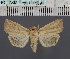  ( - BC_ZSM_Lep_116589)  @11 [ ] by-nc-sa (2024) SNSB, Staatliche Naturwissenschaftliche Sammlungen Bayerns ZSM (SNSB, Zoologische Staatssammlung Muenchen)
