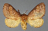  (Miresa gliridice - BC_ZSM_Lep_118005)  @11 [ ] by-nc-sa (2024) SNSB, Staatliche Naturwissenschaftliche Sammlungen Bayerns ZSM (SNSB, Zoologische Staatssammlung Muenchen)