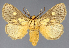  ( - BC_ZSM_Lep_118038)  @11 [ ] by-nc-sa (2024) SNSB, Staatliche Naturwissenschaftliche Sammlungen Bayerns ZSM (SNSB, Zoologische Staatssammlung Muenchen)