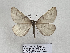  ( - BC_ZSM_Lep_119271)  @11 [ ] by-nc-sa (2024) SNSB, Staatliche Naturwissenschaftliche Sammlungen Bayerns ZSM (SNSB, Zoologische Staatssammlung Muenchen)