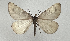  ( - BC_ZSM_Lep_119273)  @11 [ ] by-nc-sa (2024) SNSB, Staatliche Naturwissenschaftliche Sammlungen Bayerns ZSM (SNSB, Zoologische Staatssammlung Muenchen)