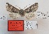  ( - BC_ZSM_Lep_119275)  @11 [ ] by-nc-sa (2024) SNSB, Staatliche Naturwissenschaftliche Sammlungen Bayerns ZSM (SNSB, Zoologische Staatssammlung Muenchen)
