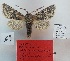  ( - BC_ZSM_Lep_119276)  @11 [ ] by-nc-sa (2024) SNSB, Staatliche Naturwissenschaftliche Sammlungen Bayerns ZSM (SNSB, Zoologische Staatssammlung Muenchen)