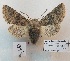  ( - BC_ZSM_Lep_119280)  @11 [ ] by-nc-sa (2024) SNSB, Staatliche Naturwissenschaftliche Sammlungen Bayerns ZSM (SNSB, Zoologische Staatssammlung Muenchen)
