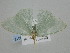  ( - BC_ZSM_Lep_119313)  @11 [ ] by-nc-sa (2024) SNSB, Staatliche Naturwissenschaftliche Sammlungen Bayerns ZSM (SNSB, Zoologische Staatssammlung Muenchen)