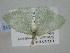  ( - BC_ZSM_Lep_119315)  @11 [ ] by-nc-sa (2024) SNSB, Staatliche Naturwissenschaftliche Sammlungen Bayerns ZSM (SNSB, Zoologische Staatssammlung Muenchen)