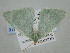  ( - BC_ZSM_Lep_119316)  @11 [ ] by-nc-sa (2024) SNSB, Staatliche Naturwissenschaftliche Sammlungen Bayerns ZSM (SNSB, Zoologische Staatssammlung Muenchen)
