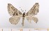  ( - BC_ZSM_Lep_119398)  @11 [ ] by-nc-sa (2024) SNSB, Staatliche Naturwissenschaftliche Sammlungen Bayerns ZSM (SNSB, Zoologische Staatssammlung Muenchen)