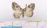  ( - BC_ZSM_Lep_119403)  @11 [ ] by-nc-sa (2024) SNSB, Staatliche Naturwissenschaftliche Sammlungen Bayerns ZSM (SNSB, Zoologische Staatssammlung Muenchen)