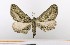  ( - BC_ZSM_Lep_119409)  @11 [ ] by-nc-sa (2024) SNSB, Staatliche Naturwissenschaftliche Sammlungen Bayerns ZSM (SNSB, Zoologische Staatssammlung Muenchen)
