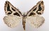  ( - BC_ZSM_Lep_119416)  @11 [ ] by-nc-sa (2024) SNSB, Staatliche Naturwissenschaftliche Sammlungen Bayerns ZSM (SNSB, Zoologische Staatssammlung Muenchen)