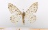  ( - BC_ZSM_Lep_119417)  @11 [ ] by-nc-sa (2024) SNSB, Staatliche Naturwissenschaftliche Sammlungen Bayerns ZSM (SNSB, Zoologische Staatssammlung Muenchen)