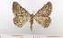  ( - BC_ZSM_Lep_119420)  @11 [ ] by-nc-sa (2024) SNSB, Staatliche Naturwissenschaftliche Sammlungen Bayerns ZSM (SNSB, Zoologische Staatssammlung Muenchen)