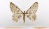  ( - BC_ZSM_Lep_119422)  @11 [ ] by-nc-sa (2024) SNSB, Staatliche Naturwissenschaftliche Sammlungen Bayerns ZSM (SNSB, Zoologische Staatssammlung Muenchen)