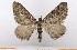  (Entephria alumnaHS03 - BC_ZSM_Lep_119424)  @11 [ ] by-nc-sa (2024) SNSB, Staatliche Naturwissenschaftliche Sammlungen Bayerns ZSM (SNSB, Zoologische Staatssammlung Muenchen)