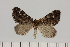  (Entephria epipercnaHS01 - BC_ZSM_Lep_119427)  @11 [ ] by-nc-sa (2024) SNSB, Staatliche Naturwissenschaftliche Sammlungen Bayerns ZSM (SNSB, Zoologische Staatssammlung Muenchen)