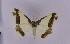  ( - BC_ZSM_Lep_119430)  @11 [ ] by-nc-sa (2024) SNSB, Staatliche Naturwissenschaftliche Sammlungen Bayerns ZSM (SNSB, Zoologische Staatssammlung Muenchen)