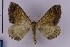  ( - BC_ZSM_Lep_119441)  @11 [ ] by-nc-sa (2024) SNSB, Staatliche Naturwissenschaftliche Sammlungen Bayerns ZSM (SNSB, Zoologische Staatssammlung Muenchen)