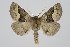  (Crocallis cypriaca - BC_ZSM_Lep_119461)  @11 [ ] by-nc-sa (2024) SNSB, Staatliche Naturwissenschaftliche Sammlungen Bayerns ZSM (SNSB, Zoologische Staatssammlung Muenchen)