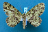  ( - BC_ZSM_Lep_119491)  @11 [ ] by-nc-sa (2024) SNSB, Staatliche Naturwissenschaftliche Sammlungen Bayerns ZSM (SNSB, Zoologische Staatssammlung Muenchen)