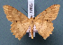  ( - BC_ZSM_Lep_119523)  @11 [ ] by-nc-sa (2024) SNSB, Staatliche Naturwissenschaftliche Sammlungen Bayerns ZSM (SNSB, Zoologische Staatssammlung Muenchen)