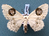  ( - BC_ZSM_Lep_119526)  @11 [ ] by-nc-sa (2024) SNSB, Staatliche Naturwissenschaftliche Sammlungen Bayerns ZSM (SNSB, Zoologische Staatssammlung Muenchen)