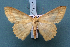  ( - BC_ZSM_Lep_119527)  @11 [ ] by-nc-sa (2024) SNSB, Staatliche Naturwissenschaftliche Sammlungen Bayerns ZSM (SNSB, Zoologische Staatssammlung Muenchen)