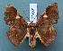  ( - BC_ZSM_Lep_119531)  @11 [ ] by-nc-sa (2024) SNSB, Staatliche Naturwissenschaftliche Sammlungen Bayerns ZSM (SNSB, Zoologische Staatssammlung Muenchen)