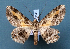  ( - BC_ZSM_Lep_119543)  @11 [ ] by-nc-sa (2024) SNSB, Staatliche Naturwissenschaftliche Sammlungen Bayerns ZSM (SNSB, Zoologische Staatssammlung Muenchen)