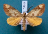  (Hypochrosis albodecorata - BC_ZSM_Lep_119549)  @11 [ ] by-nc-sa (2024) SNSB, Staatliche Naturwissenschaftliche Sammlungen Bayerns ZSM (SNSB, Zoologische Staatssammlung Muenchen)