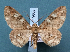  ( - BC_ZSM_Lep_119556)  @11 [ ] by-nc-sa (2024) SNSB, Staatliche Naturwissenschaftliche Sammlungen Bayerns ZSM (SNSB, Zoologische Staatssammlung Muenchen)