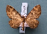  ( - BC_ZSM_Lep_119561)  @11 [ ] by-nc-sa (2024) SNSB, Staatliche Naturwissenschaftliche Sammlungen Bayerns ZSM (SNSB, Zoologische Staatssammlung Muenchen)