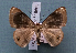  ( - BC_ZSM_Lep_119565)  @11 [ ] by-nc-sa (2024) SNSB, Staatliche Naturwissenschaftliche Sammlungen Bayerns ZSM (SNSB, Zoologische Staatssammlung Muenchen)