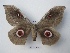  (Lobobunaea christyi - BC-EVS-5251)  @11 [ ] by-nc-sa (2024) SNSB, Staatliche Naturwissenschaftliche Sammlungen Bayerns ZSM (SNSB, Zoologische Staatssammlung Muenchen)