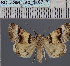  (Tytroca alabuensis - BC_ZSM_Lep_116717)  @11 [ ] by-nc-sa (2024) SNSB, Staatliche Naturwissenschaftliche Sammlungen Bayerns ZSM (SNSB, Zoologische Staatssammlung Muenchen)