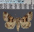 ( - BC_ZSM_Lep_116724)  @11 [ ] by-nc-sa (2024) SNSB, Staatliche Naturwissenschaftliche Sammlungen Bayerns ZSM (SNSB, Zoologische Staatssammlung Muenchen)