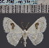  ( - BC_ZSM_Lep_116733)  @11 [ ] by-nc-sa (2024) SNSB, Staatliche Naturwissenschaftliche Sammlungen Bayerns ZSM (SNSB, Zoologische Staatssammlung Muenchen)