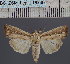  (Mythimna pseudoloreyi - BC_ZSM_Lep_116735)  @11 [ ] by-nc-sa (2024) SNSB, Staatliche Naturwissenschaftliche Sammlungen Bayerns ZSM (SNSB, Zoologische Staatssammlung Muenchen)