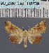  ( - BC_ZSM_Lep_116739)  @11 [ ] by-nc-sa (2024) SNSB, Staatliche Naturwissenschaftliche Sammlungen Bayerns ZSM (SNSB, Zoologische Staatssammlung Muenchen)