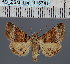  (Tytroca alabuensisDS01Eth - BC_ZSM_Lep_116741)  @11 [ ] by-nc-sa (2024) SNSB, Staatliche Naturwissenschaftliche Sammlungen Bayerns ZSM (SNSB, Zoologische Staatssammlung Muenchen)