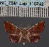  (Corgatha spilothyris - BC_ZSM_Lep_116742)  @11 [ ] by-nc-sa (2024) SNSB, Staatliche Naturwissenschaftliche Sammlungen Bayerns ZSM (SNSB, Zoologische Staatssammlung Muenchen)