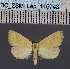  (Phytometra conicephala - BC_ZSM_Lep_116743)  @11 [ ] by-nc-sa (2024) SNSB, Staatliche Naturwissenschaftliche Sammlungen Bayerns ZSM (SNSB, Zoologische Staatssammlung Muenchen)